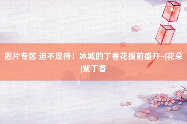   图片专区 迫不足待！冰城的丁香花提前盛开~|花朵|紫丁香